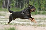 ROTTWEILER 280